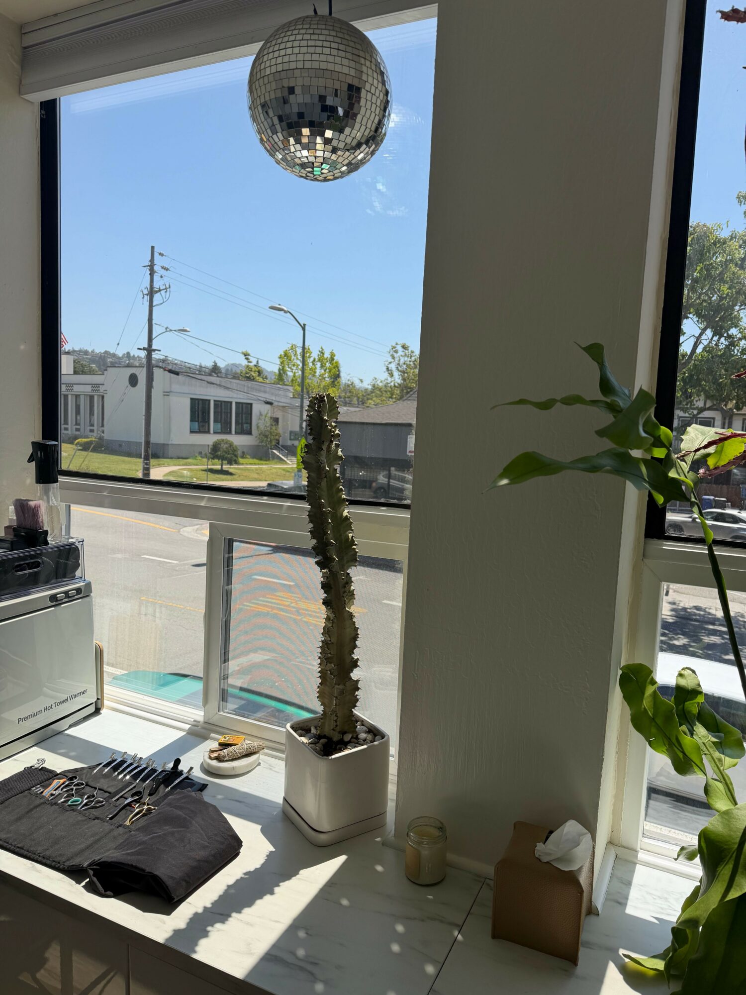 Indoor plant in a pot on a windowsill with a view of a street and buildings outside, sunlight streaming in.