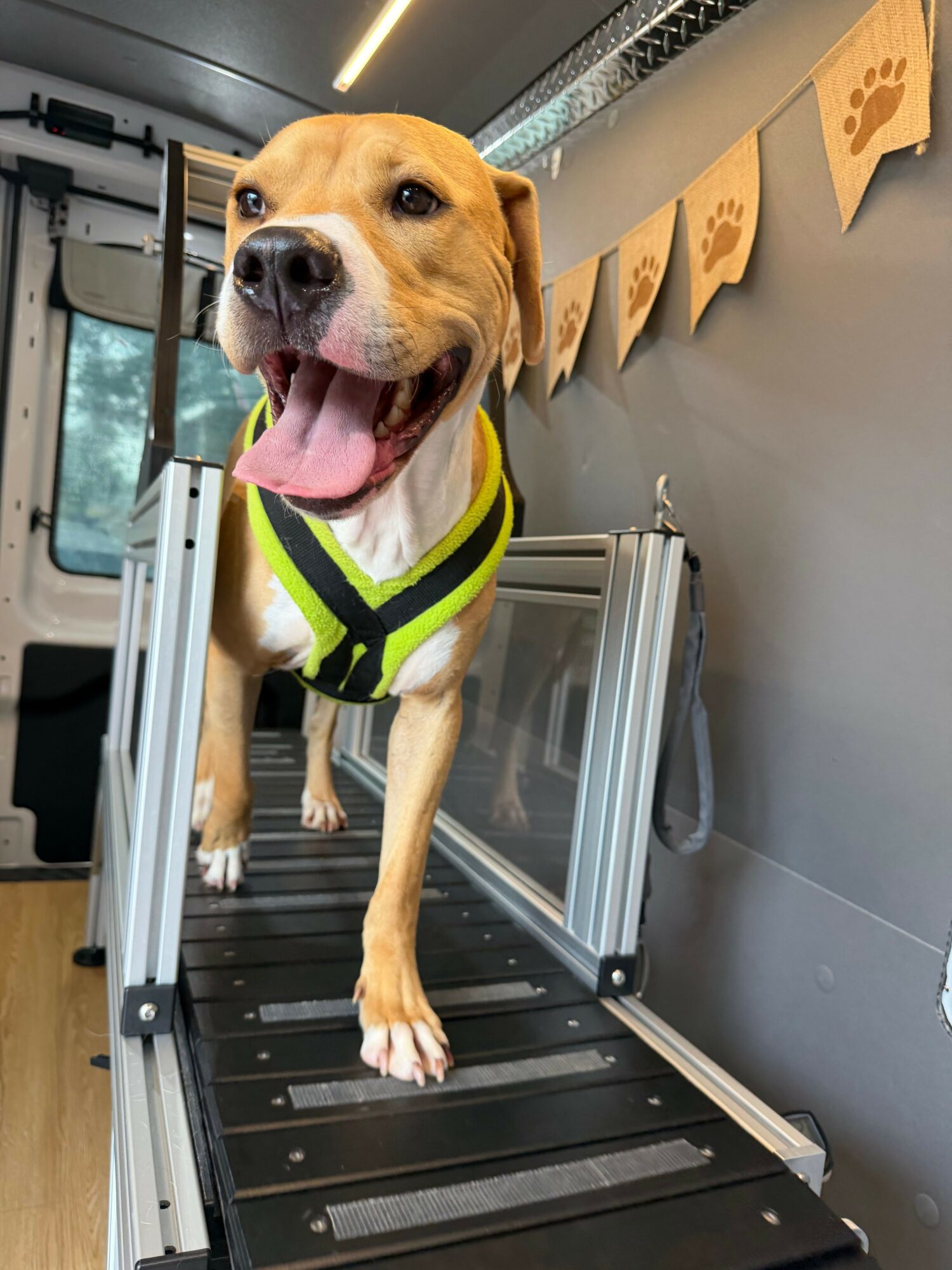 Dog wearing a harness lying on a treadmill, tongue out, in a room with storage containers and a window.