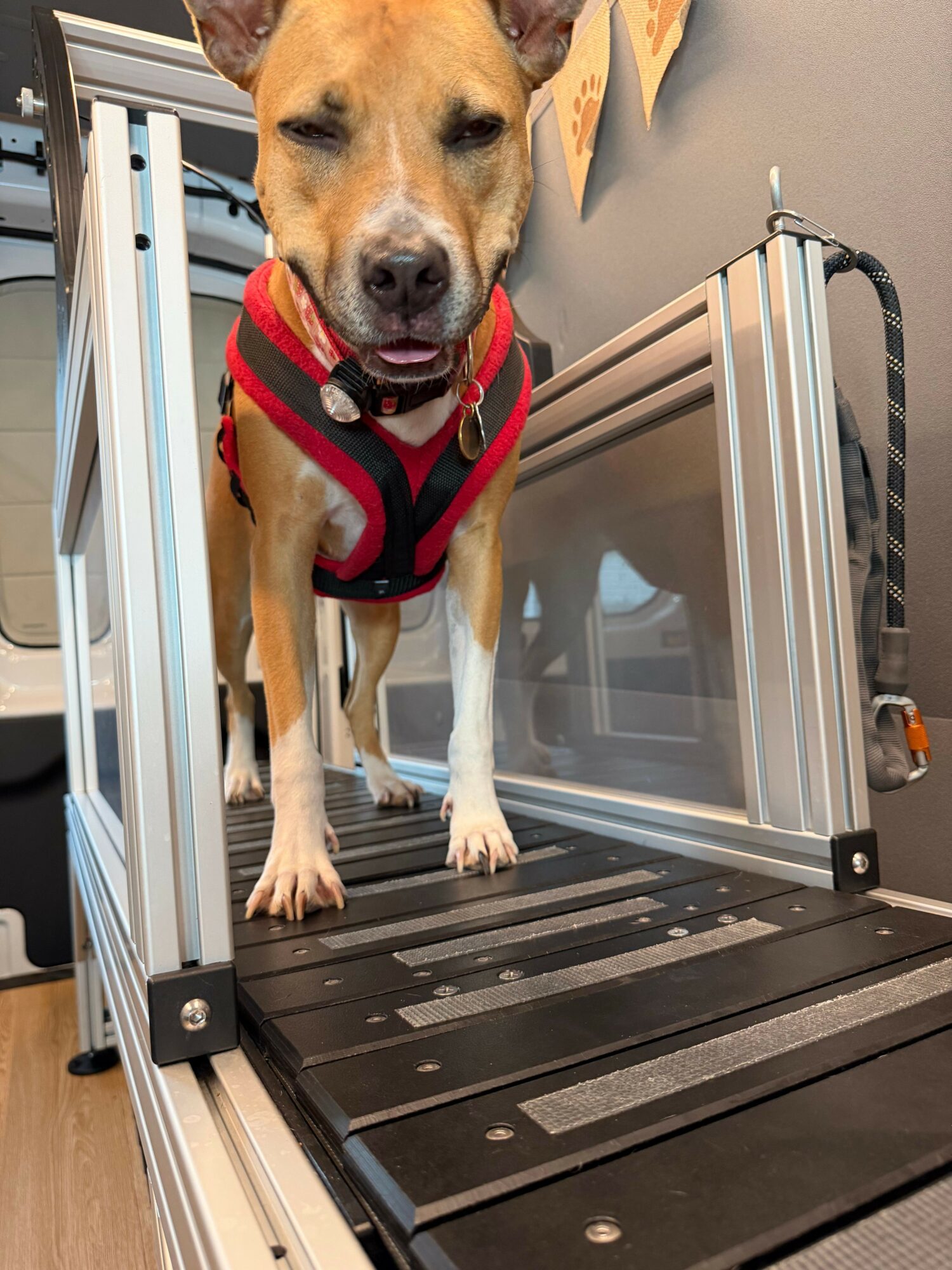 Dog wearing a harness standing inside a treadmill, looking at the camera, with a glass enclosure behind it.