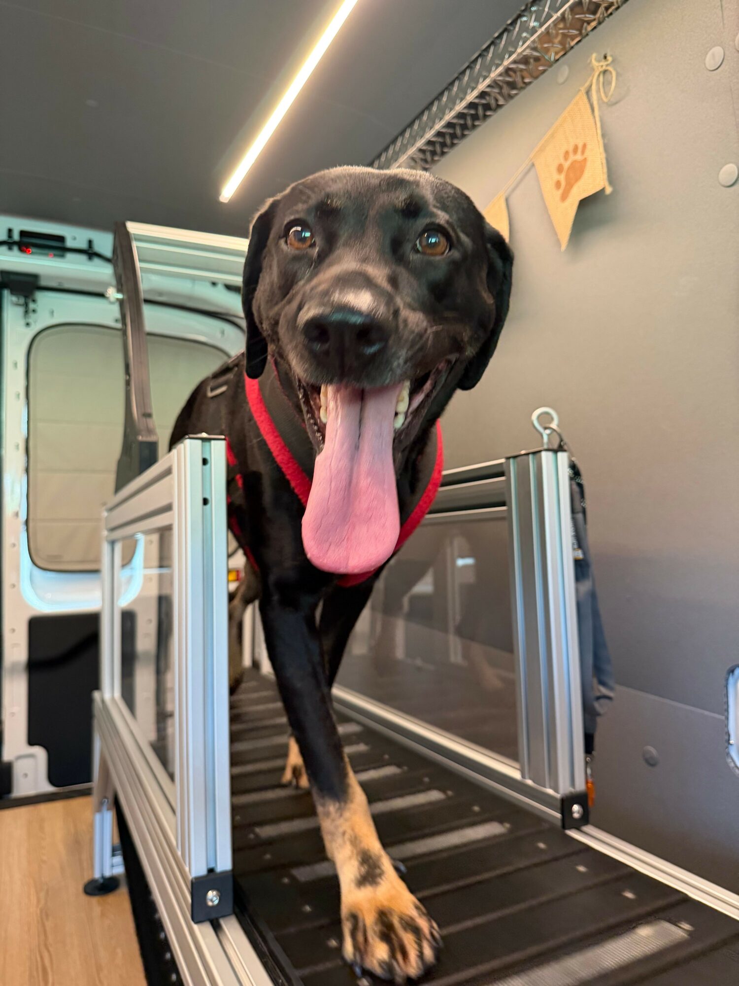 Black and tan dog with tongue out standing on a grooming table, looking at the camera.