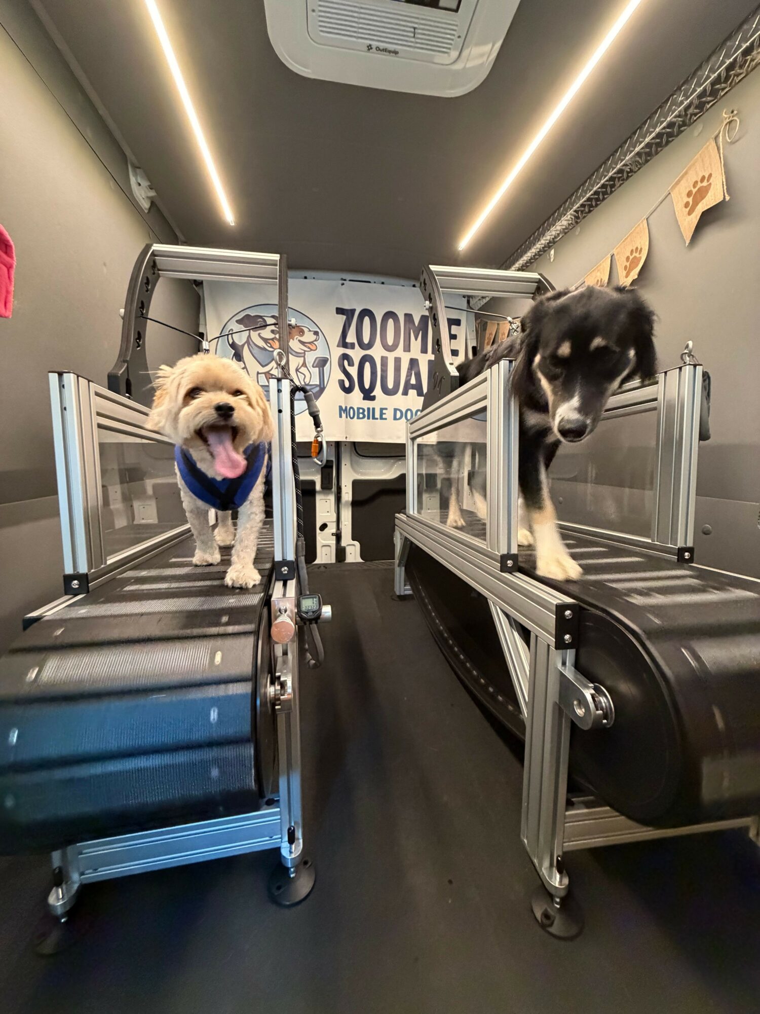 Dog on treadmill and person on stairs in gym, with gym equipment and a sign in the background.