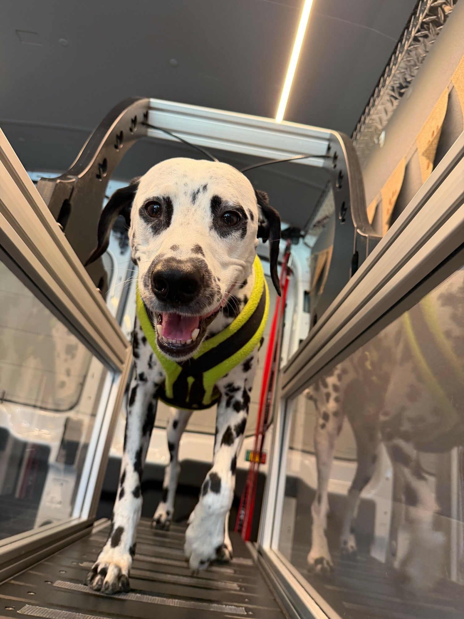 Dog with a yellow harness inside an elevator, looking at the camera with tongue out.