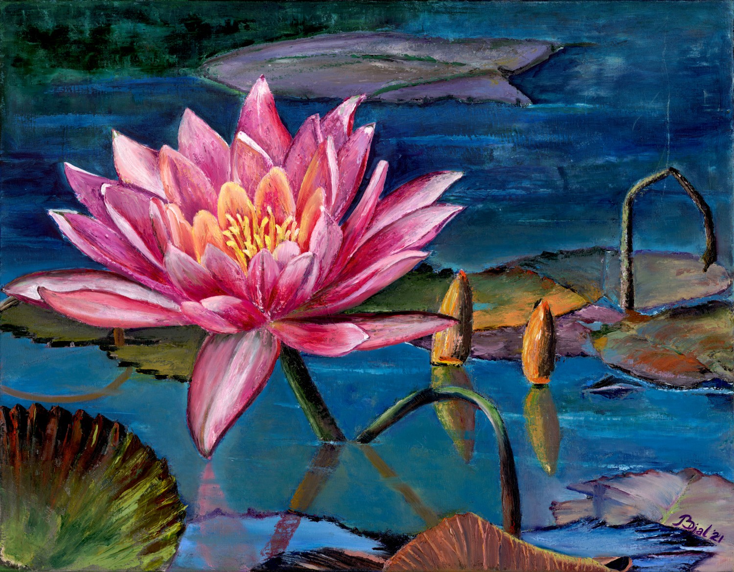 Pink water lily with yellow center floating on a pond with lily pads and water reflections.