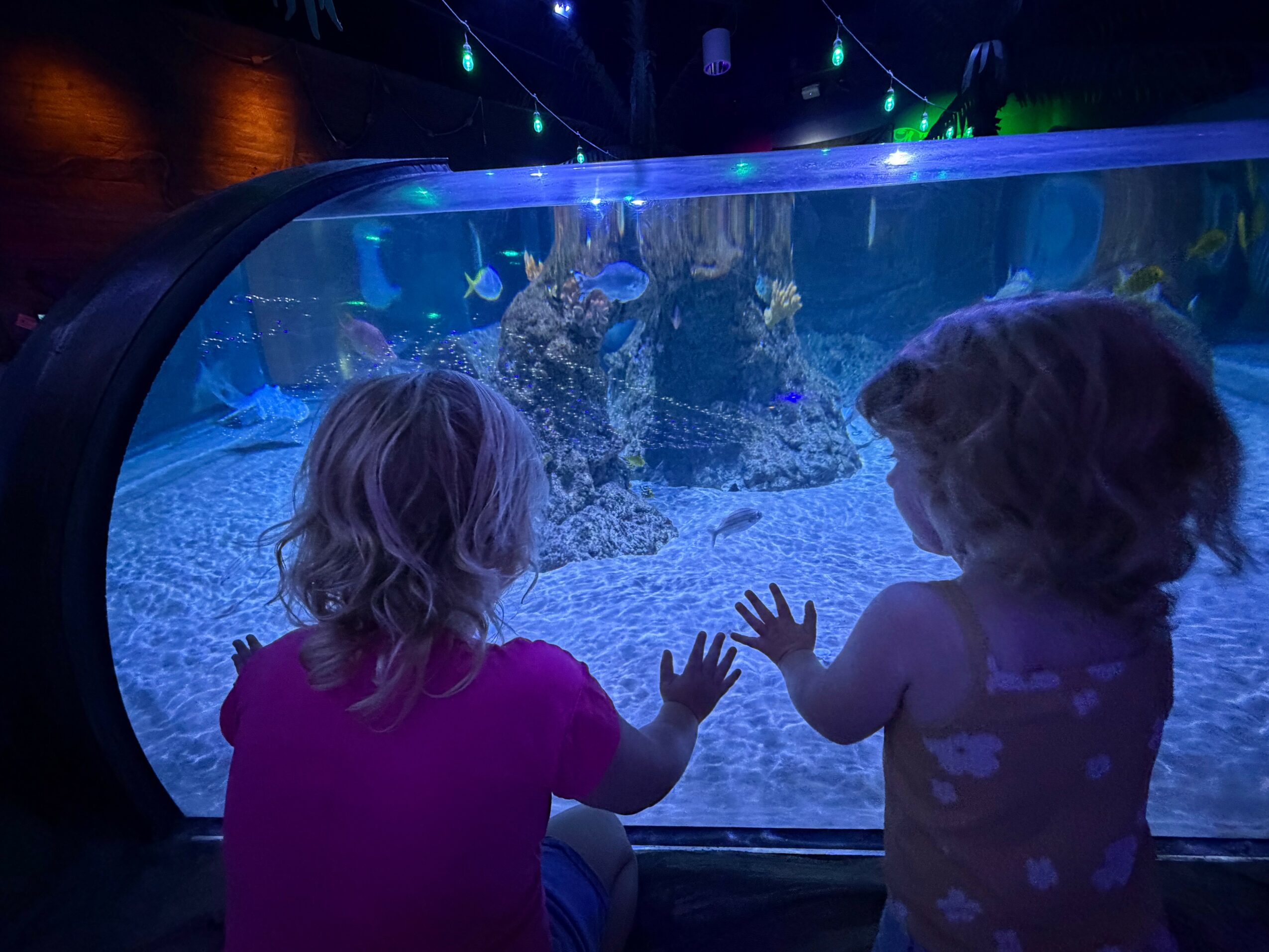 Two children with blonde hair look at an aquarium tank with coral and fish, touching the glass.