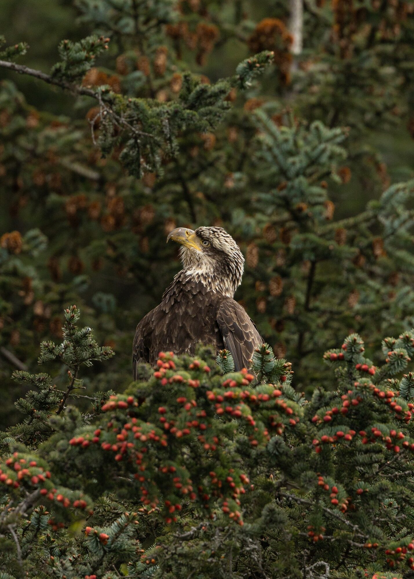Bird perched among green and red foliage with dense branches and leaves.
