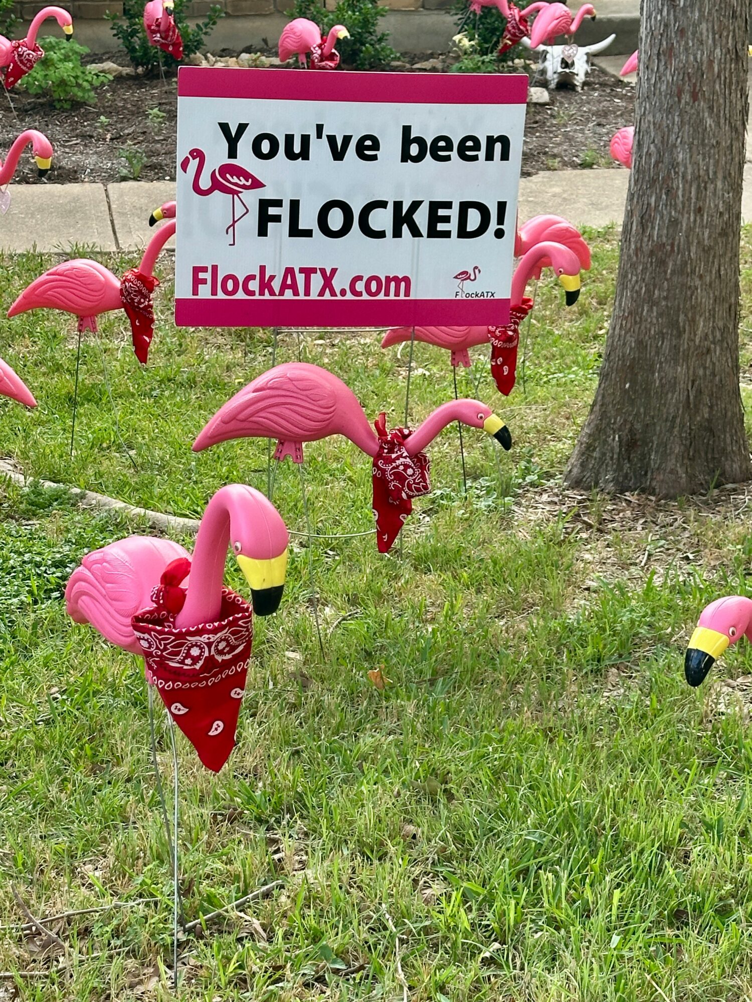Pink flamingo lawn ornaments with a sign that reads,