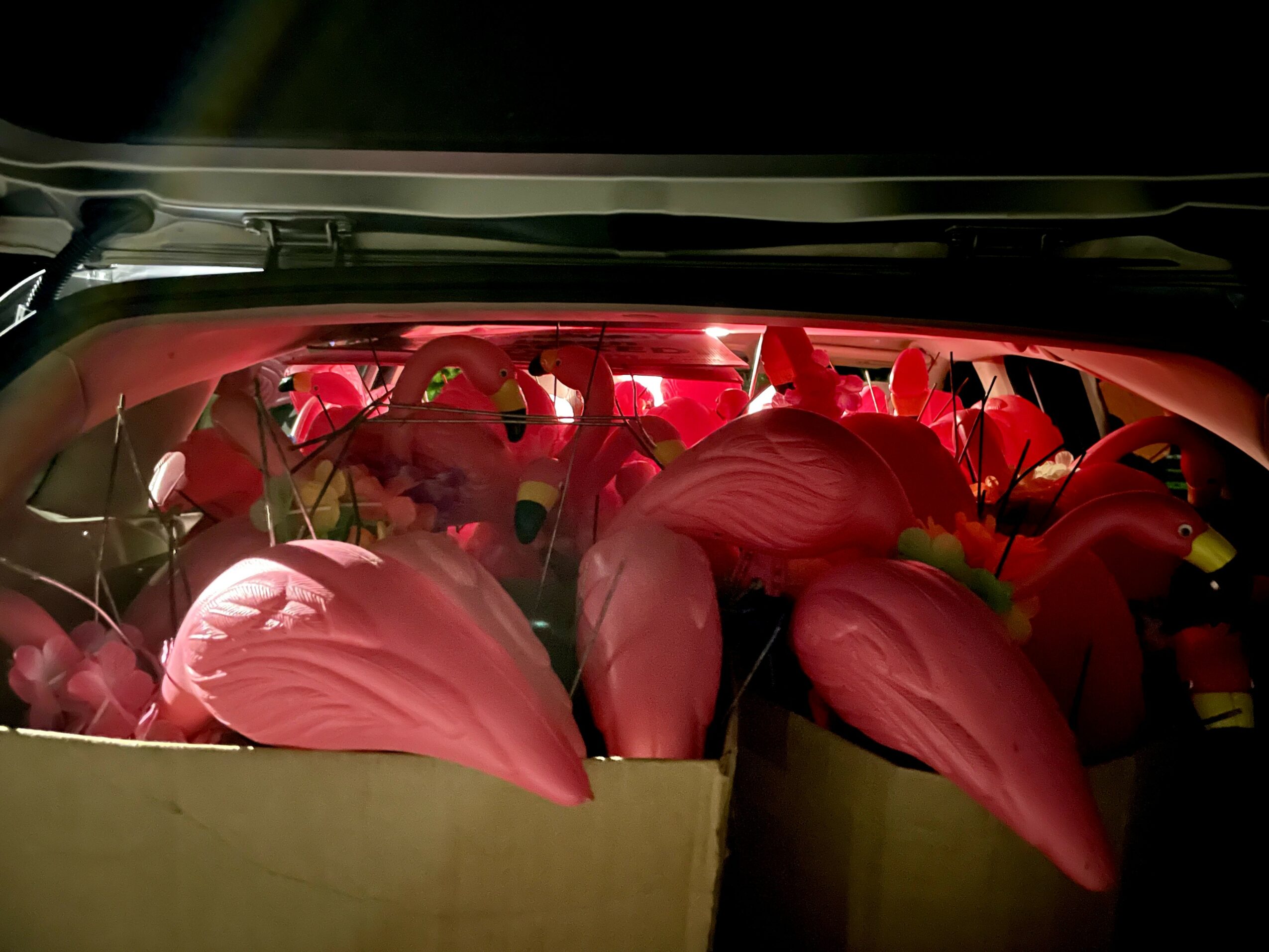 A box filled with pink flamingo lawn ornaments, some with long necks and beaks, inside a vehicle trunk.