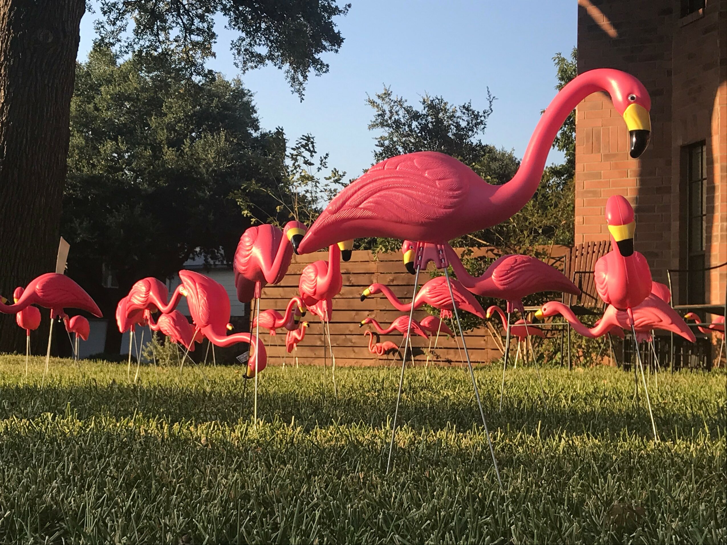 Group of pink flamingo lawn ornaments on grass with trees and steps in background
