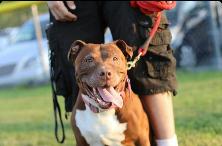 A smiling brown and white dog on a leash outdoors with a person in the background, grassy area and cars.