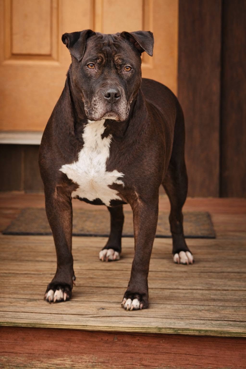 A muscular dog with a black coat and white chest stands on a wooden floor indoors, looking at the camera.