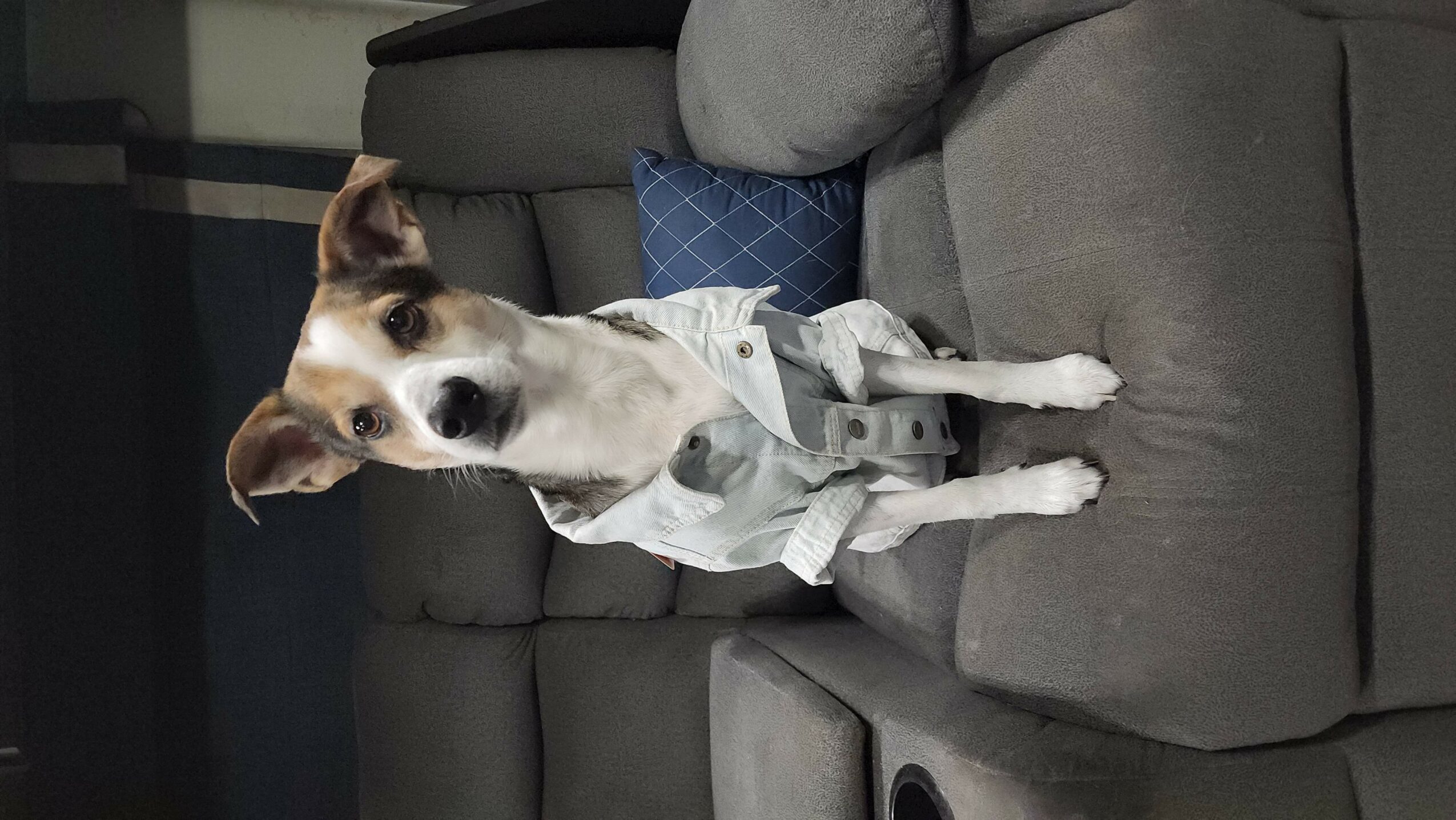 Dog sitting on a gray couch wearing a light-colored shirt, with a blue pillow behind it.