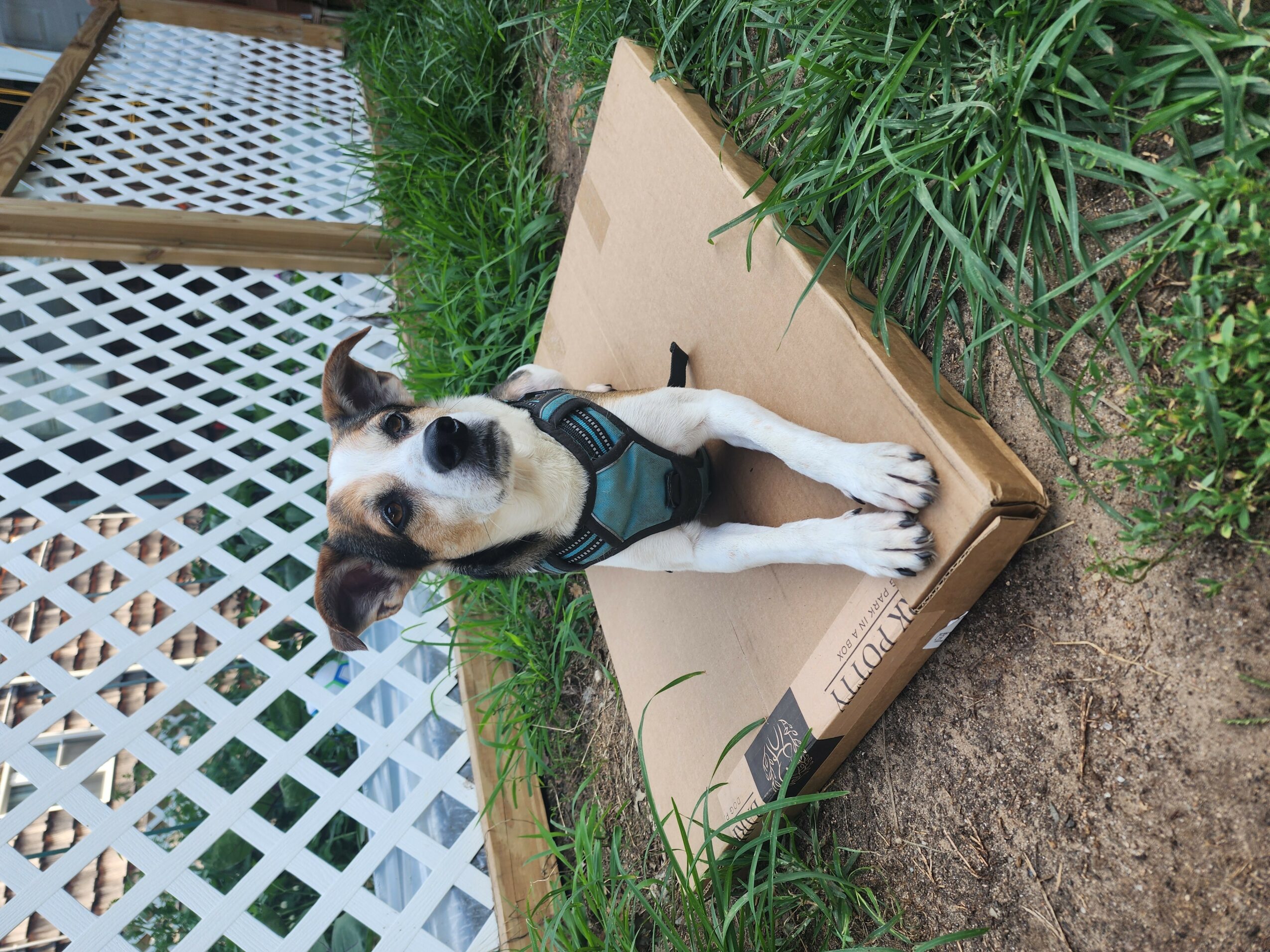 Small dog with harness sitting on a cardboard box outdoors, surrounded by grass and a lattice fence.