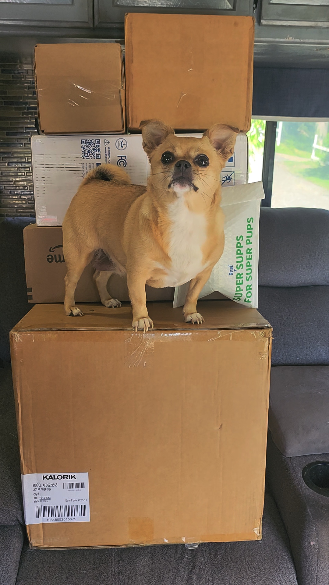 Small dog standing on a large cardboard box inside a room with boxes and a window in the background.