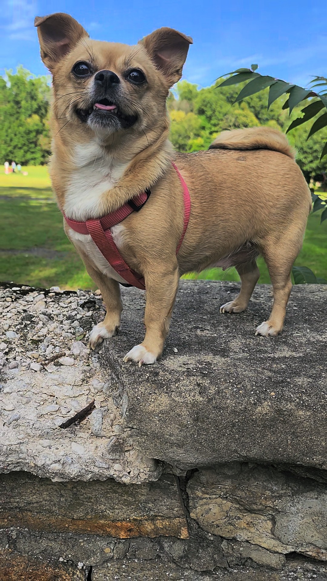 Small dog with tan fur and a red harness standing on a stone surface outdoors, with green trees and blue sky in background.