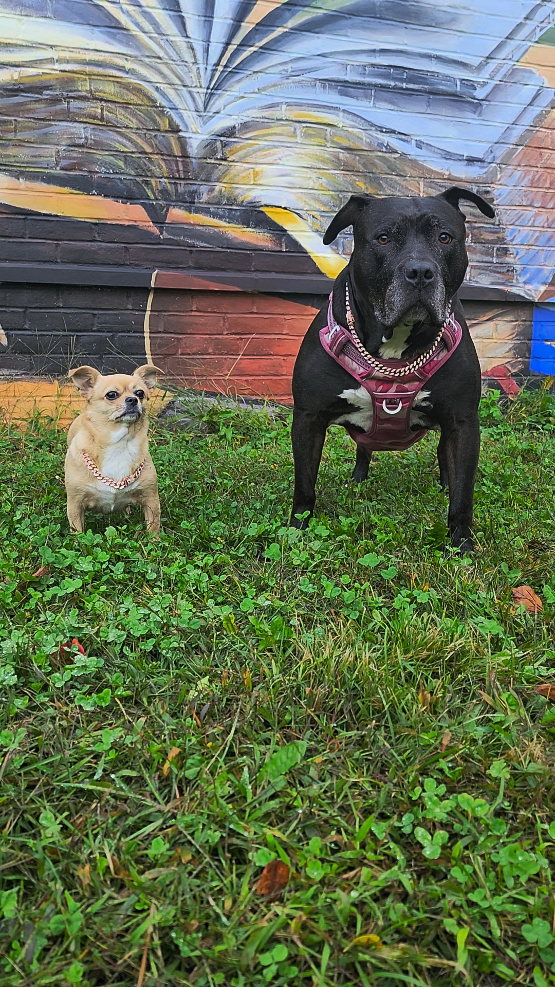 Two dogs standing on grass in front of a colorful mural, one small and light-colored, the other large and black, both wearing harnesses.
