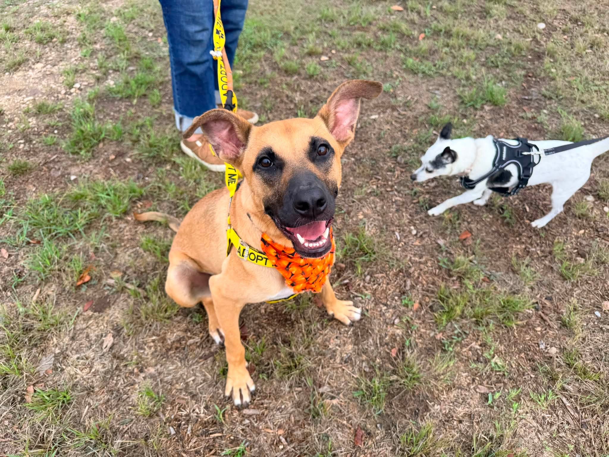 Two dogs outdoors on grass, one with a yellow collar and orange flower, the other black and white, with a person partially visible.