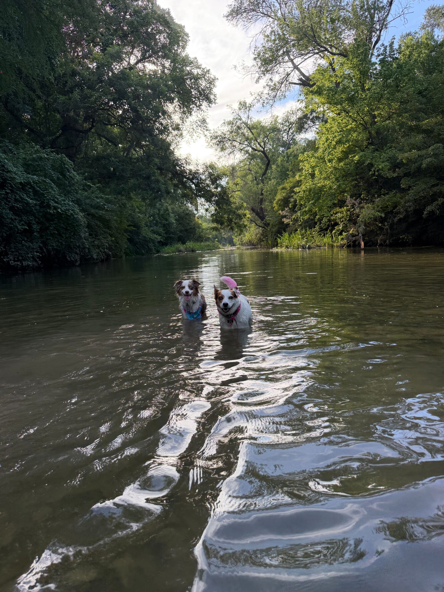 Two people wade through a shallow river bordered by trees.