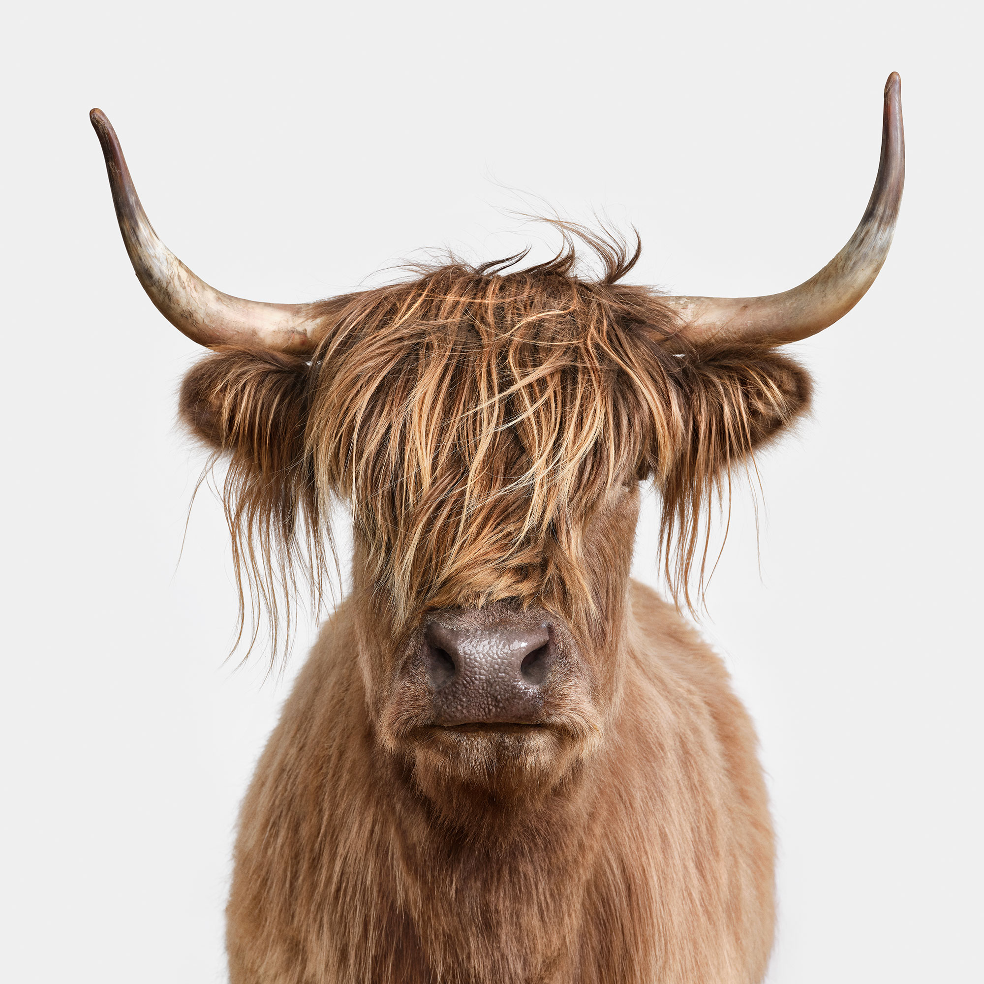 Front-facing shaggy brown cow with long horns against a light background.