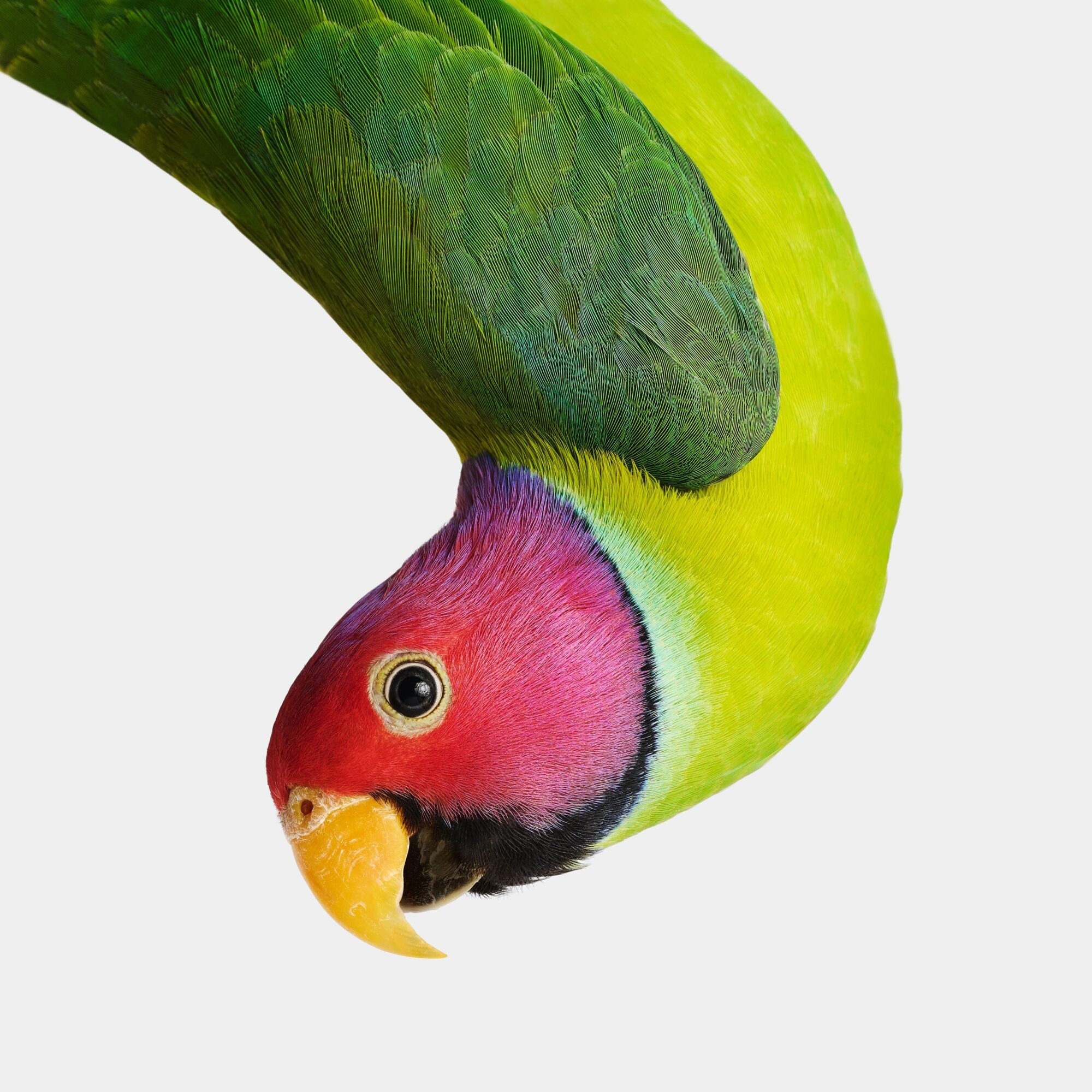 Colorful green, yellow, and pink parrot against a white background