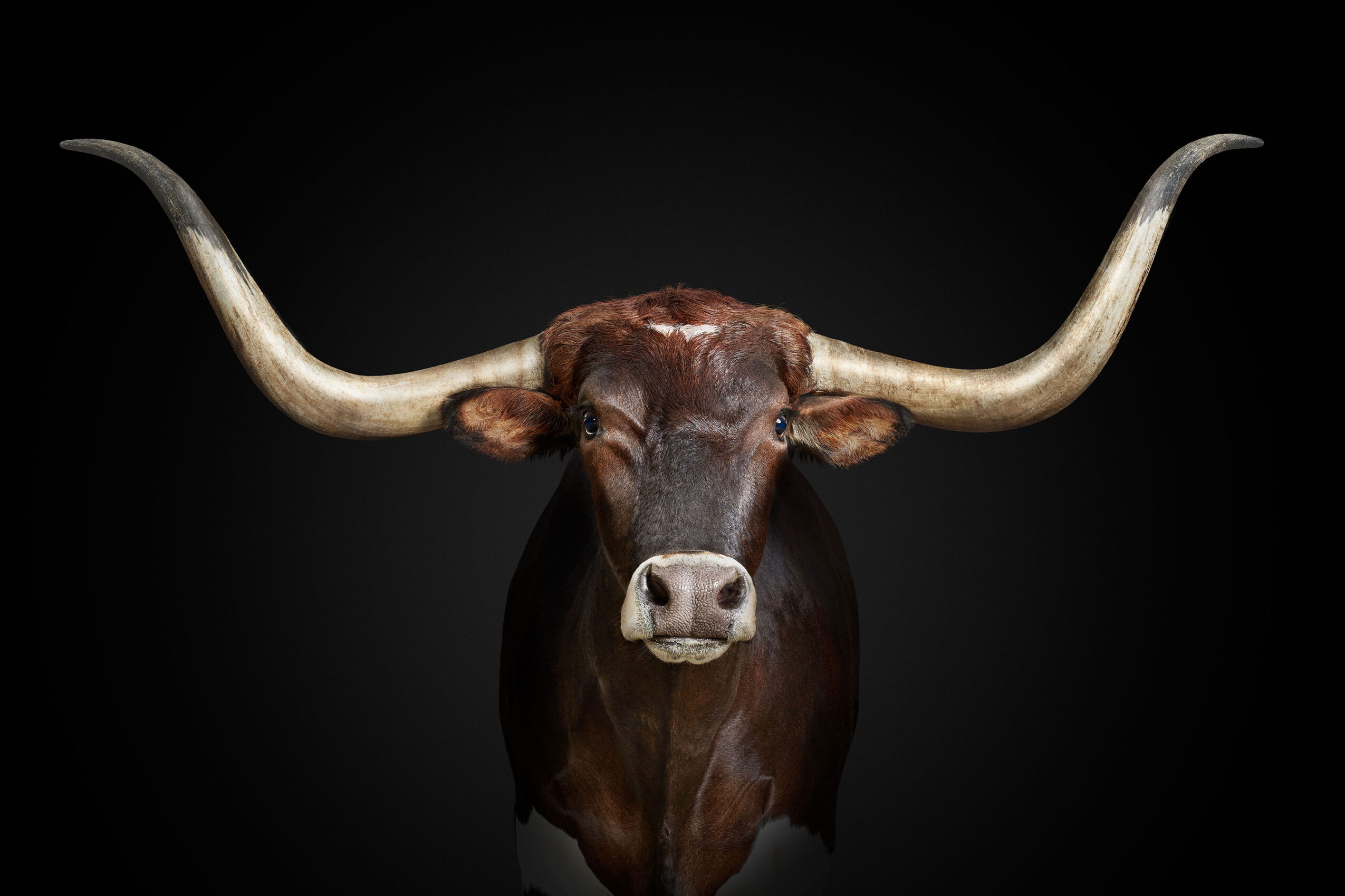 A long-horned brown cow faces forward against a black background.