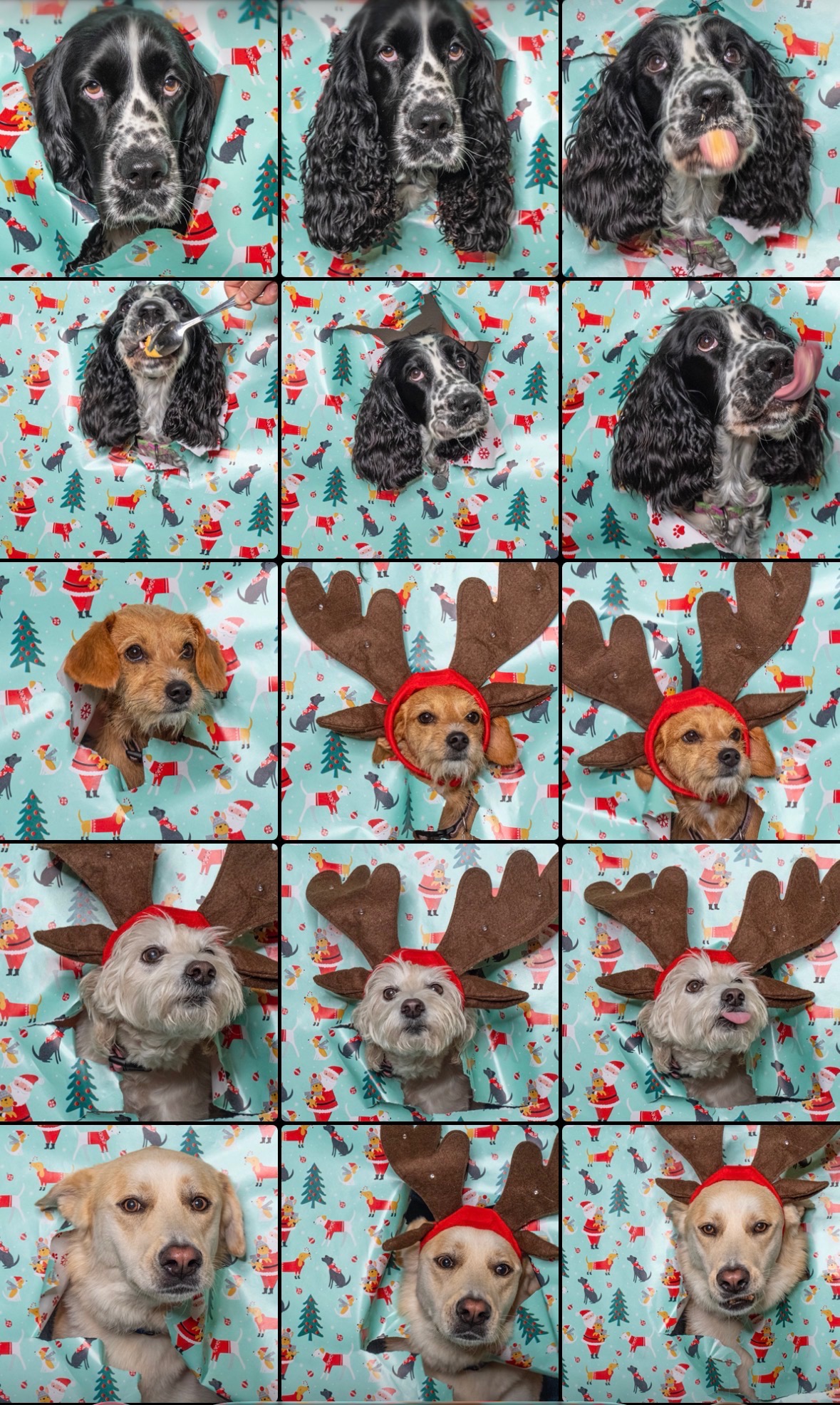 A collage of dogs against a turquoise holiday-patterned background, with several wearing red reindeer antlers.