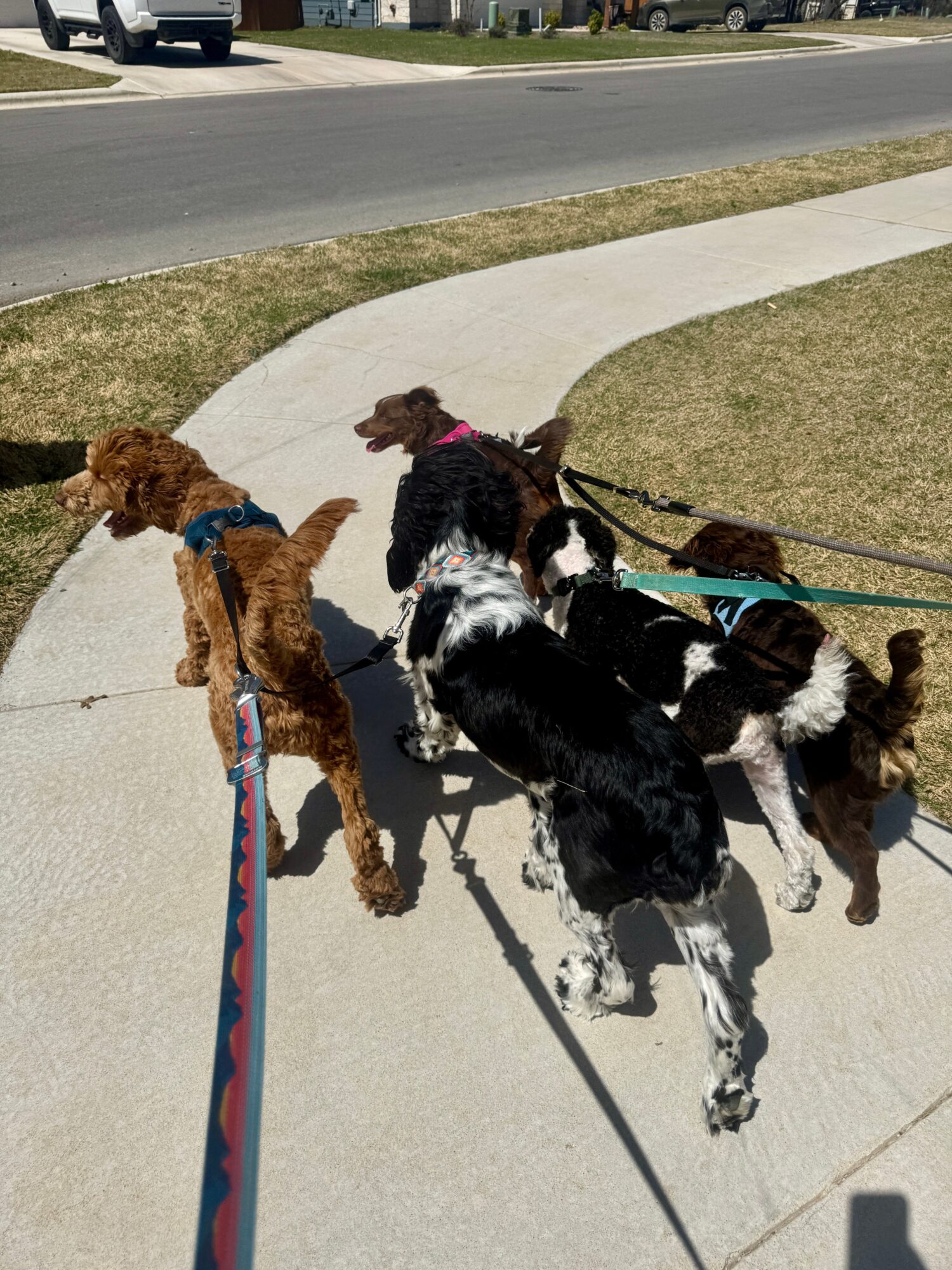Several dogs on leashes walk along a curved sidewalk beside a grassy lawn and residential street.