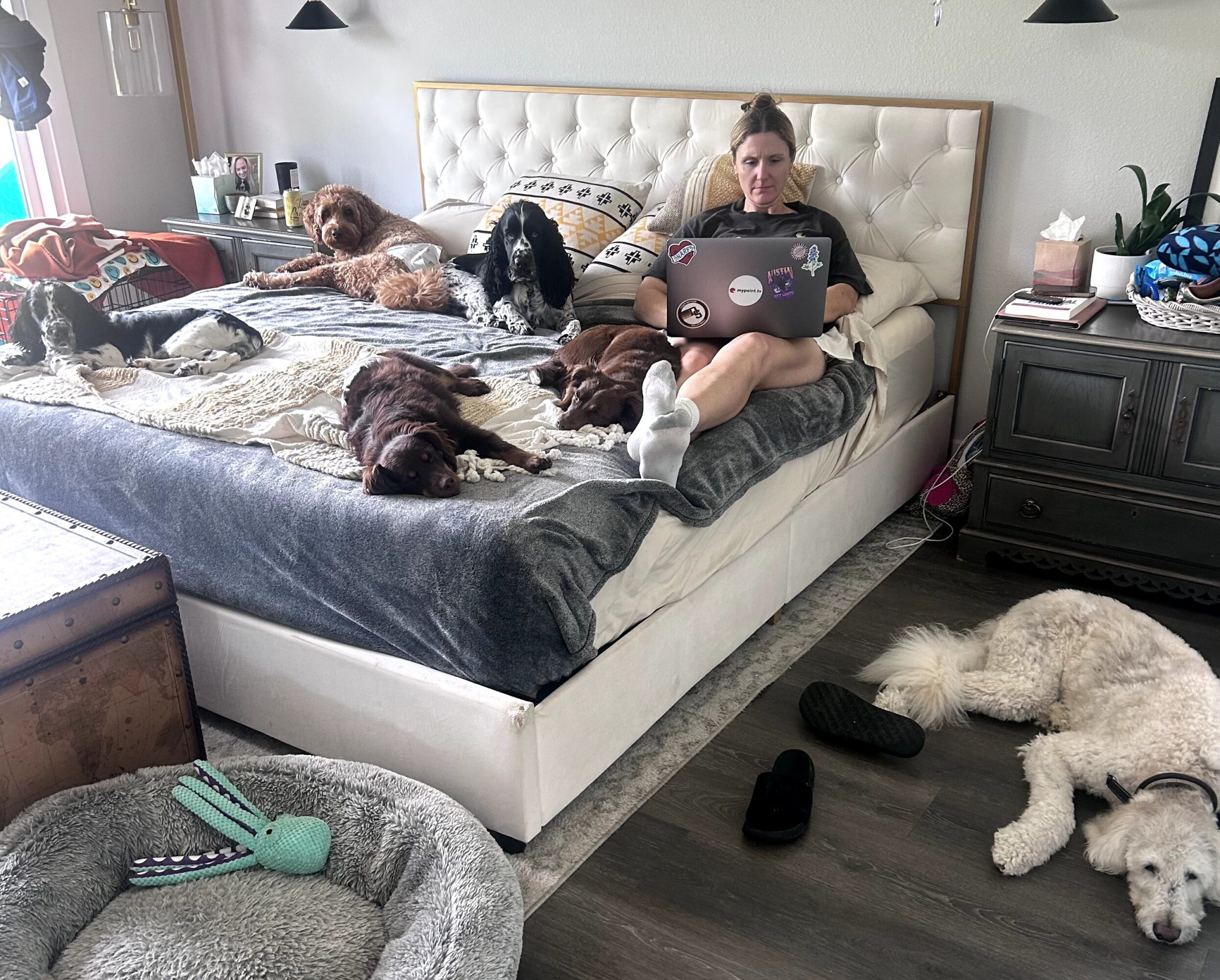 A person with a laptop sits on a bed with several dogs; another dog lies on the floor beside it.