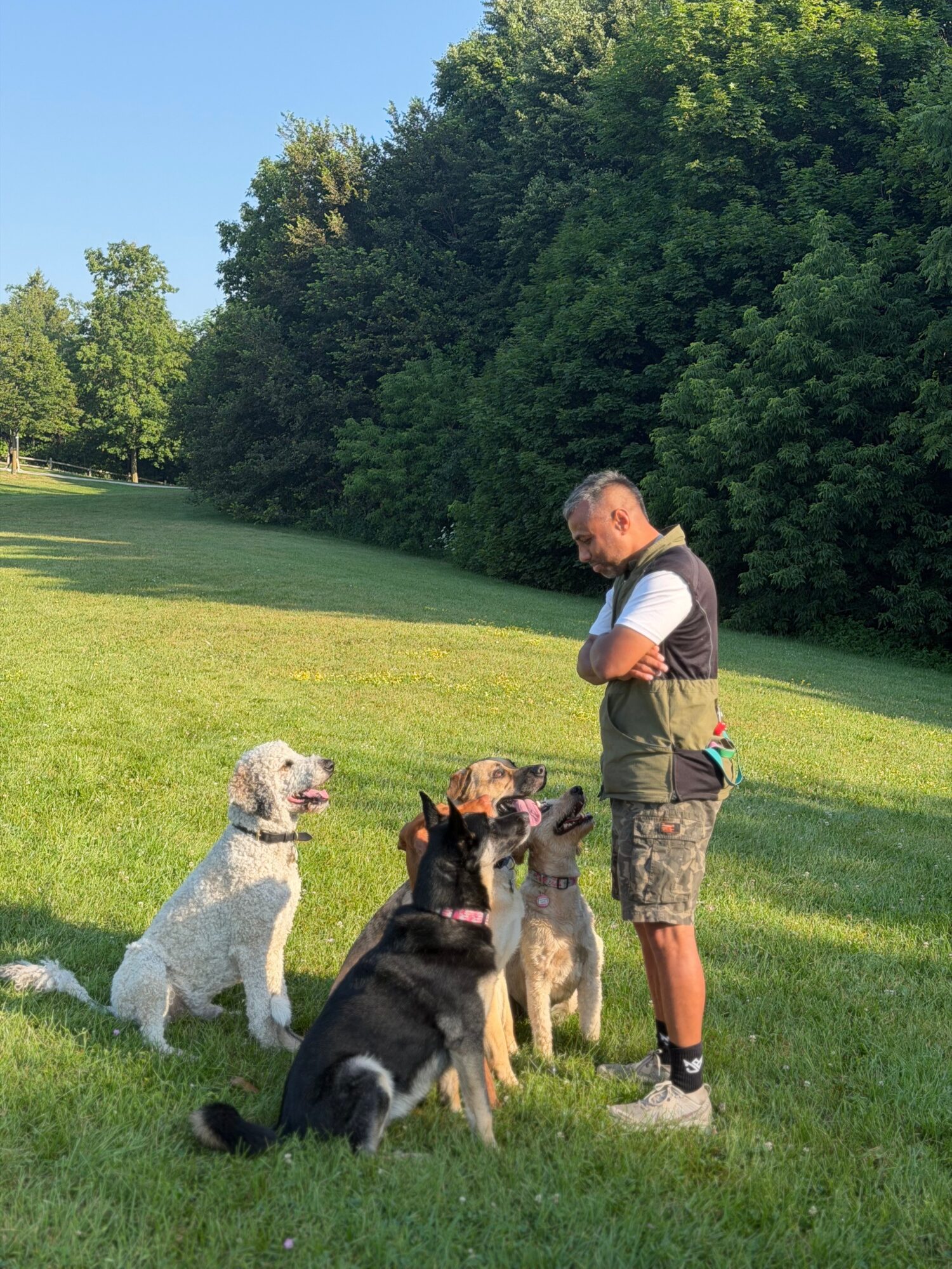 A person stands on a grassy field with three dogs, with trees in the background.