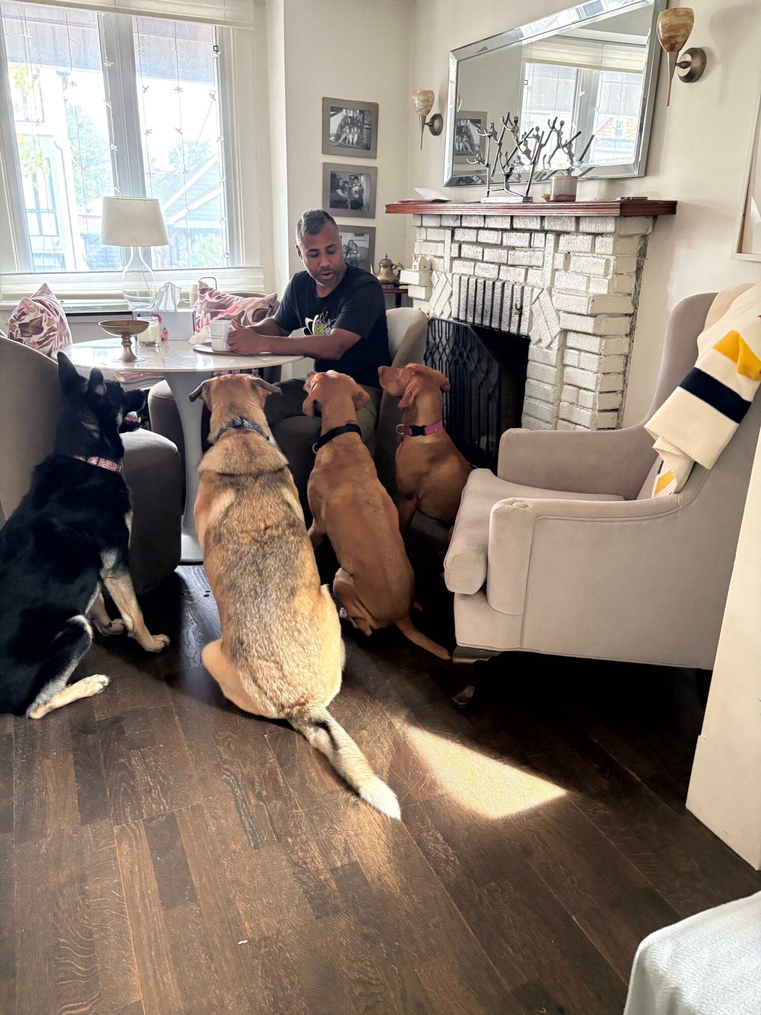 Several dogs gather around people in a bright living room with large windows.