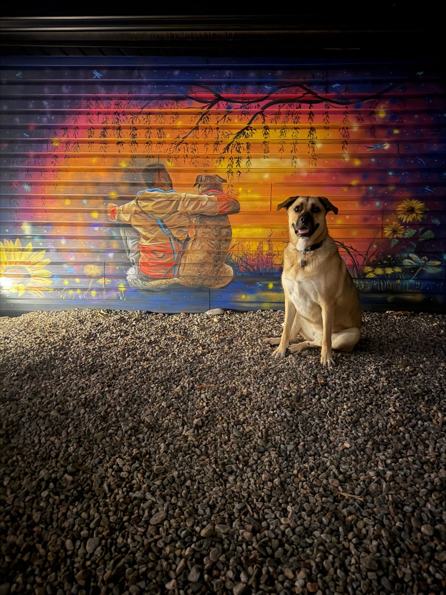 A small dog stands on gravel in front of a colorful painted wall.