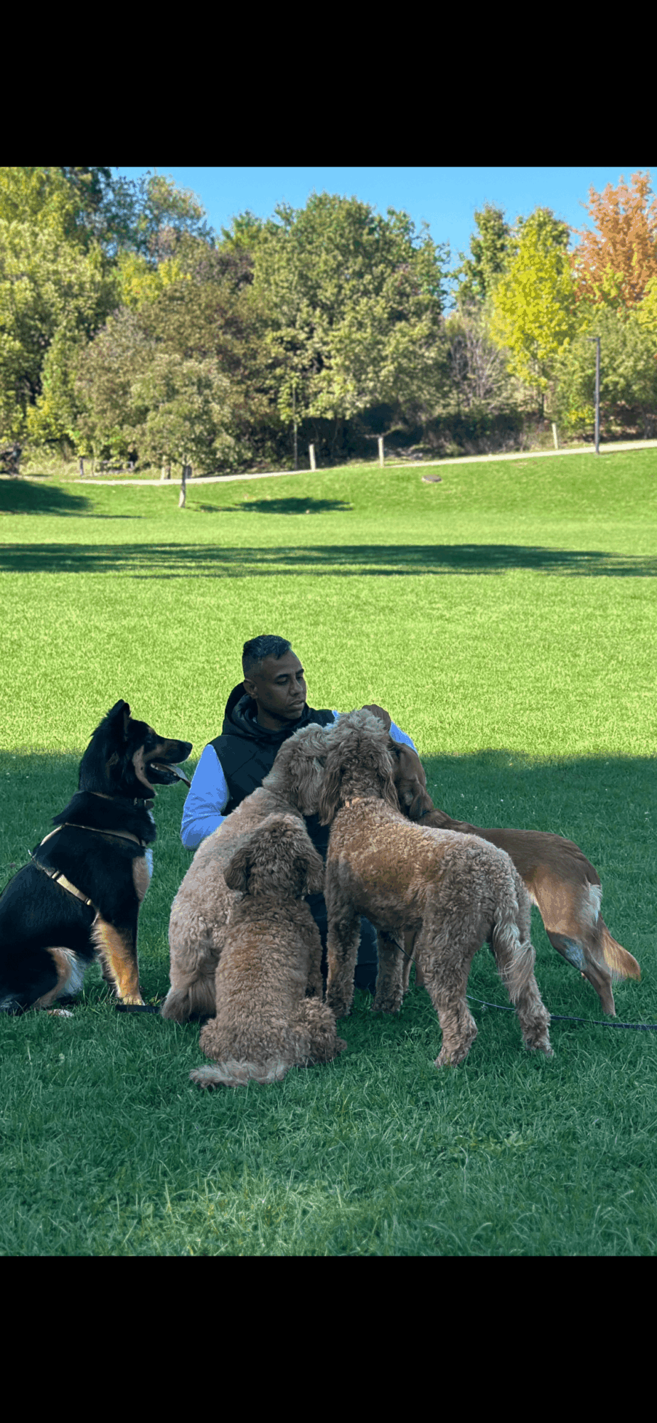 A person sits on a lawn surrounded by several dogs, with trees in the background.