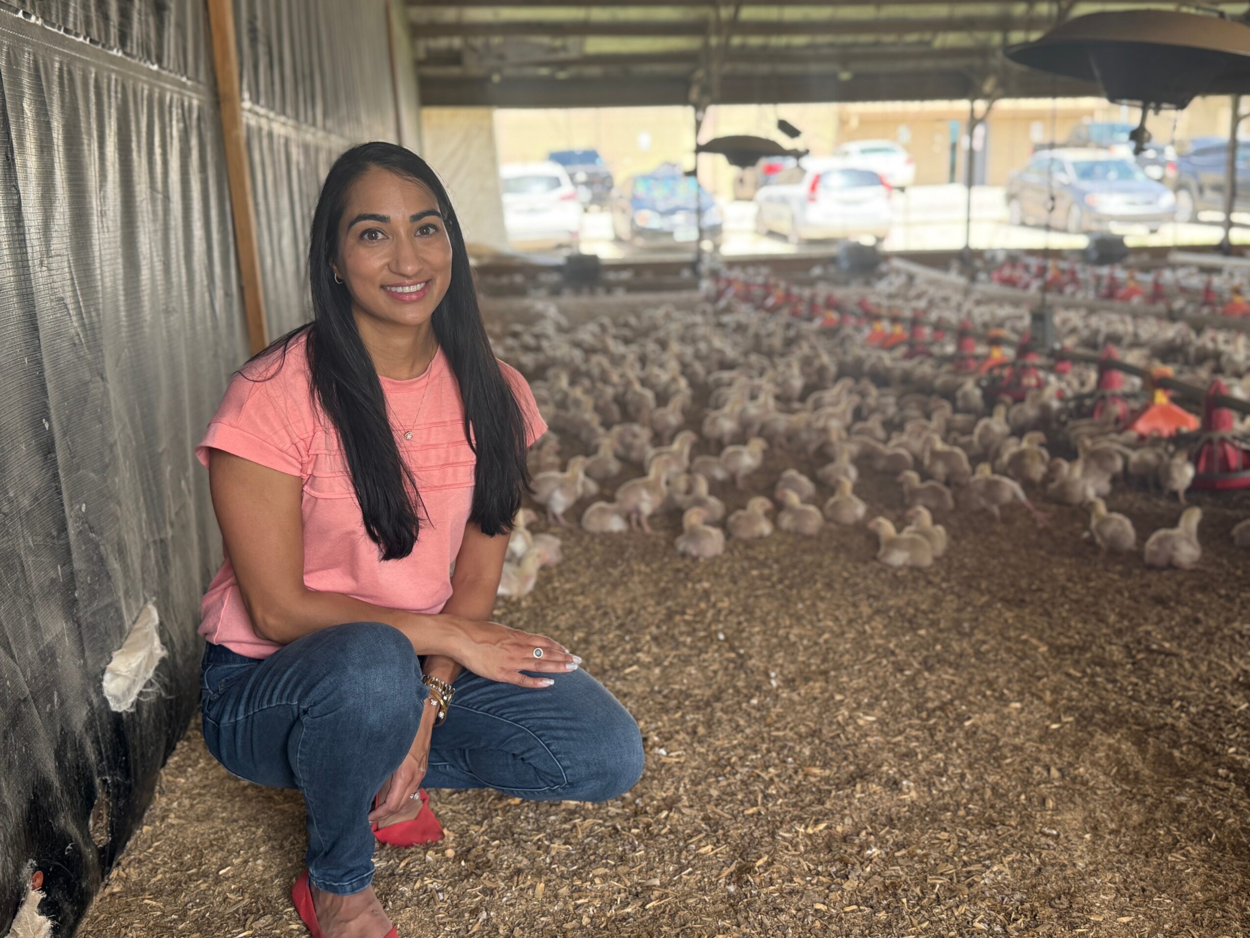 A person in a pink shirt crouches beside a large flock of chicks inside a poultry barn.