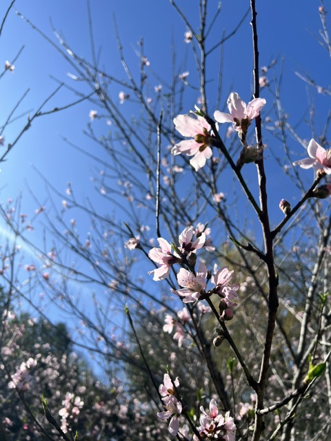 Pink blossoms on tree branches against a blue sky.