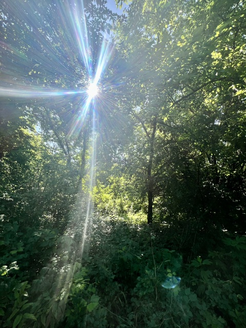Sunlight streams through a leafy forest canopy onto dense green undergrowth.