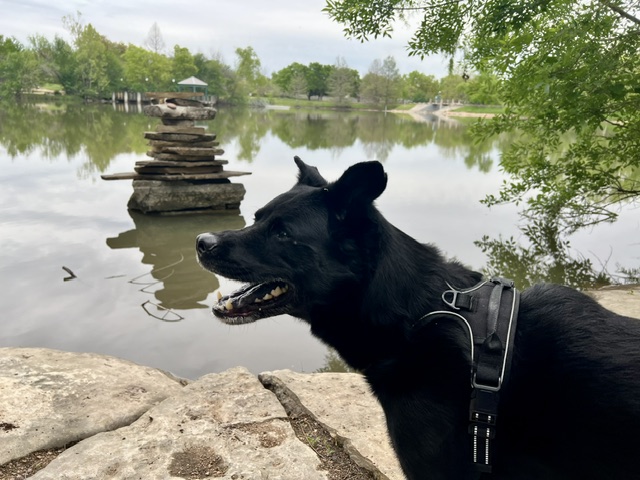 A black dog wearing a harness stands on rocks beside a calm pond, with a stacked stone cairn across the water.